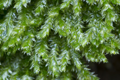 Plagiothecium laetum