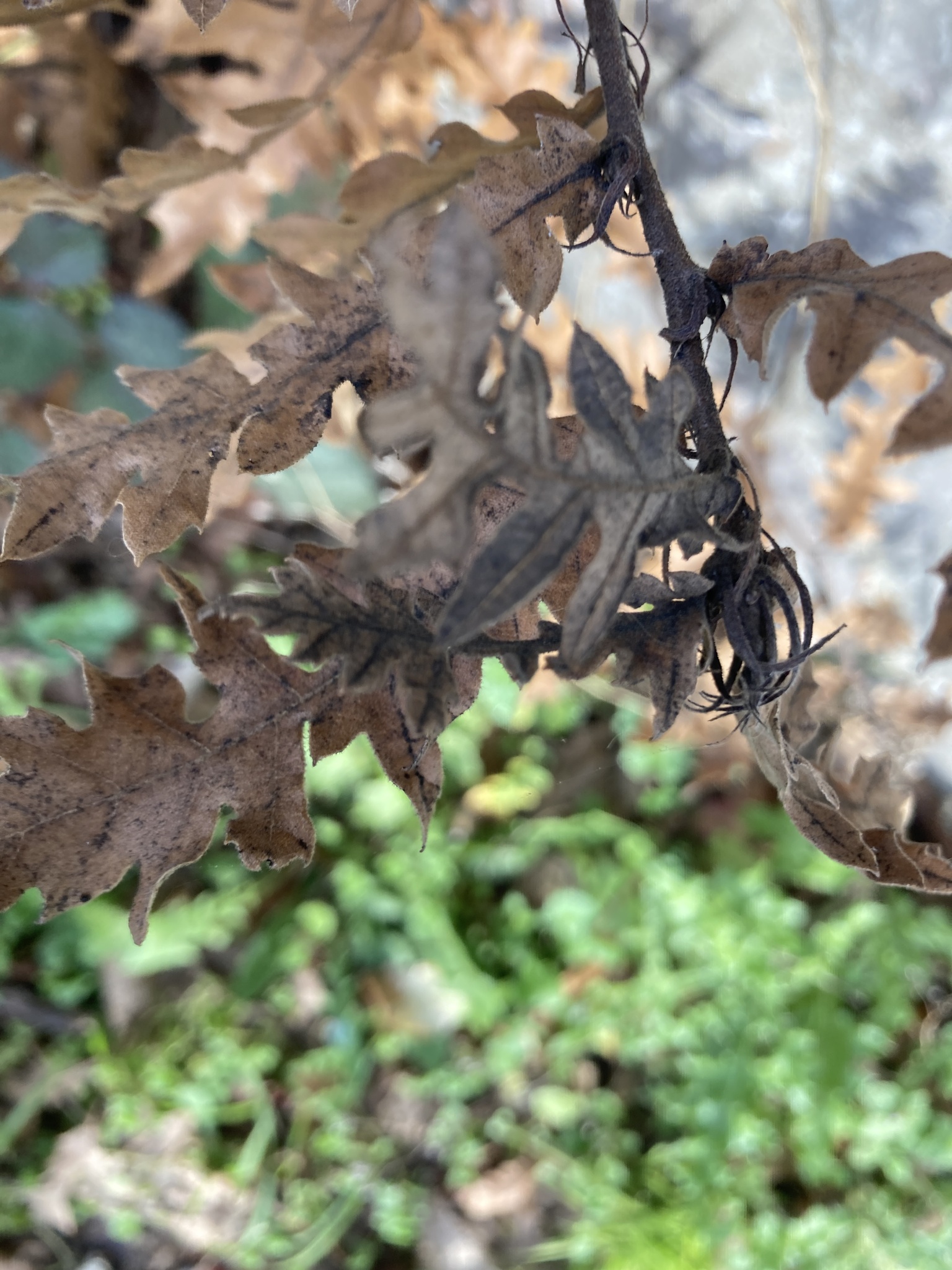 Turkey oak