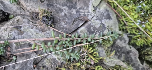 Borracina