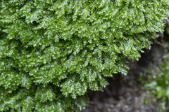 Plagiothecium laetum