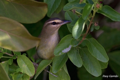 Vireo magister