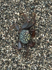 Geograpsus lividus