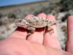 Phrynosoma douglasii