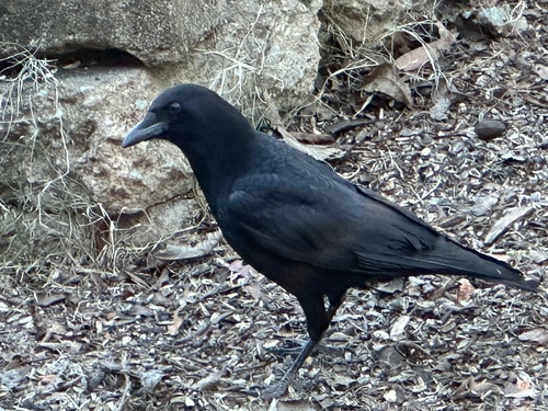 Fish Crow (Corvus ossifragus), photo 3