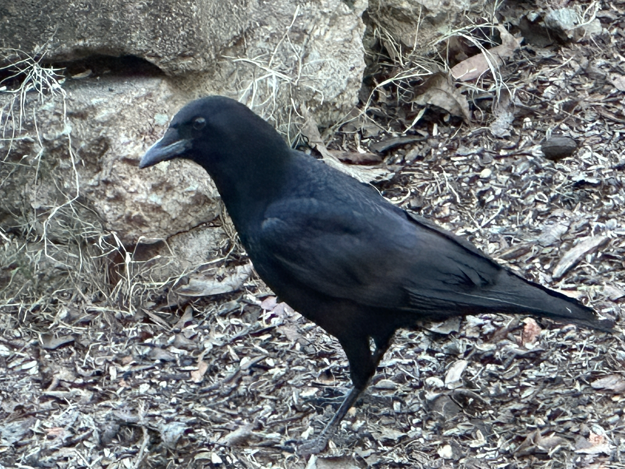 Fish Crow (Corvus ossifragus), photo 3