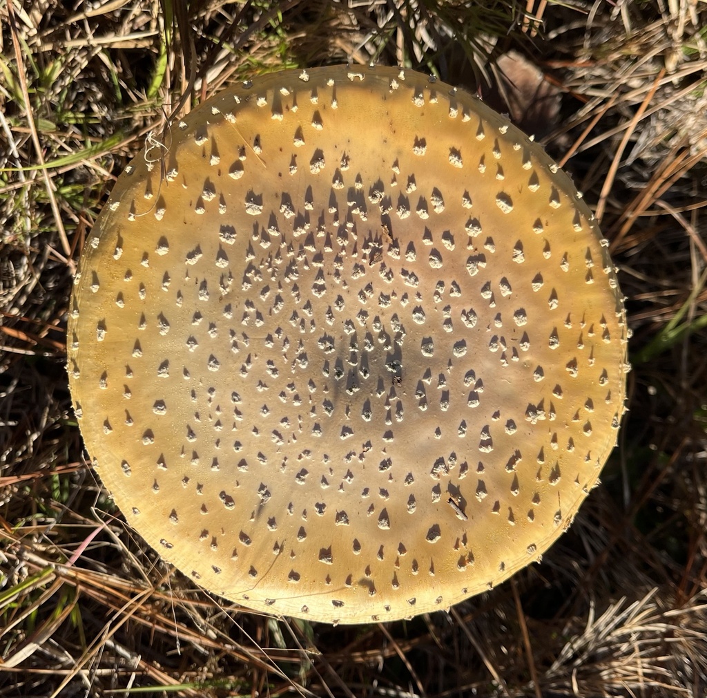 Amanita persicina · January 2026 · photo: © oysterhead (iNaturalist, cc-by)