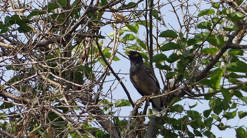 Common Myna