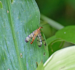 Panorpa ferruginea