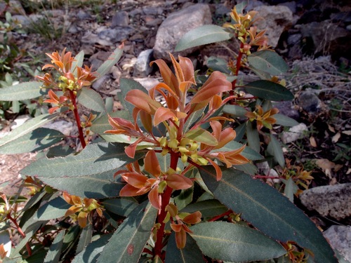 Arizona madrone (Arbutus arizonica)