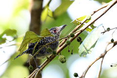 Cymbilaimus lineatus