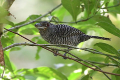 Cymbilaimus lineatus