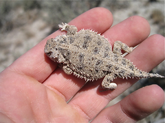 Phrynosoma douglasii