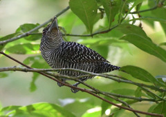 Cymbilaimus lineatus