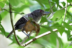 Cymbilaimus lineatus