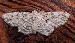 Iridopsis defectaria