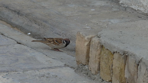 Eurasian Tree Sparrow