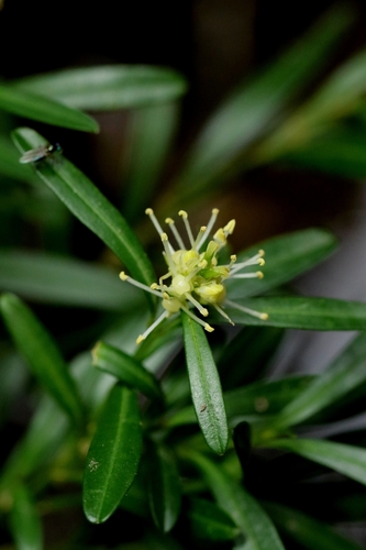 Buxus harlandii (Buxus harlandii)