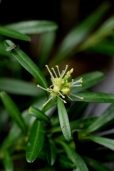 Buxus harlandii, photograph author not stated, no rights reserved