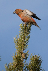 Loxia pytyopsittacus