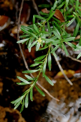 Buxus harlandii, photograph 5
