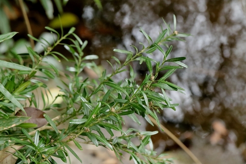 Buxus harlandii, photograph 6