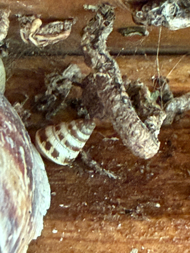 Cochlicella barbara
