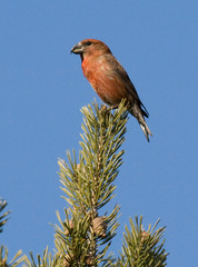 Loxia pytyopsittacus