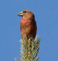 Loxia pytyopsittacus