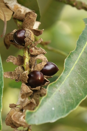 Castanopsis fissa, photograph 2