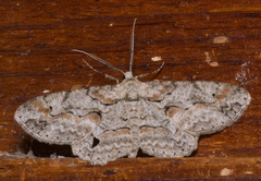 Iridopsis defectaria