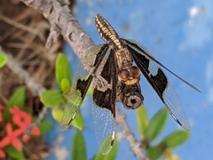 Palpopleura lucia