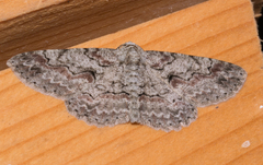 Iridopsis defectaria