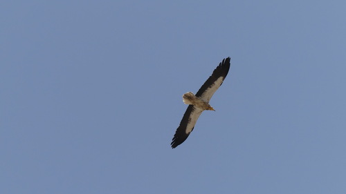 Egyptian Vulture