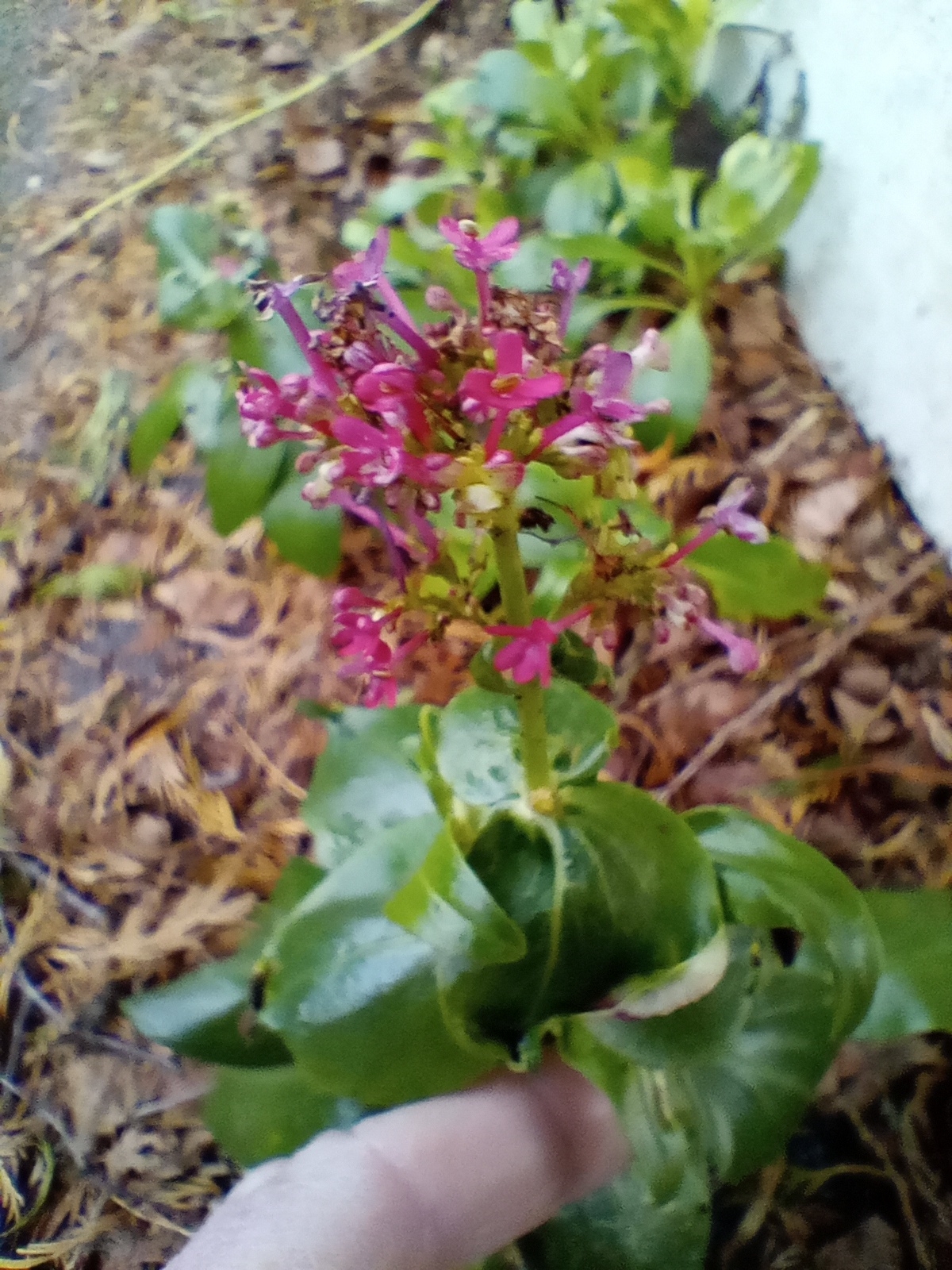 Centranthus ruber