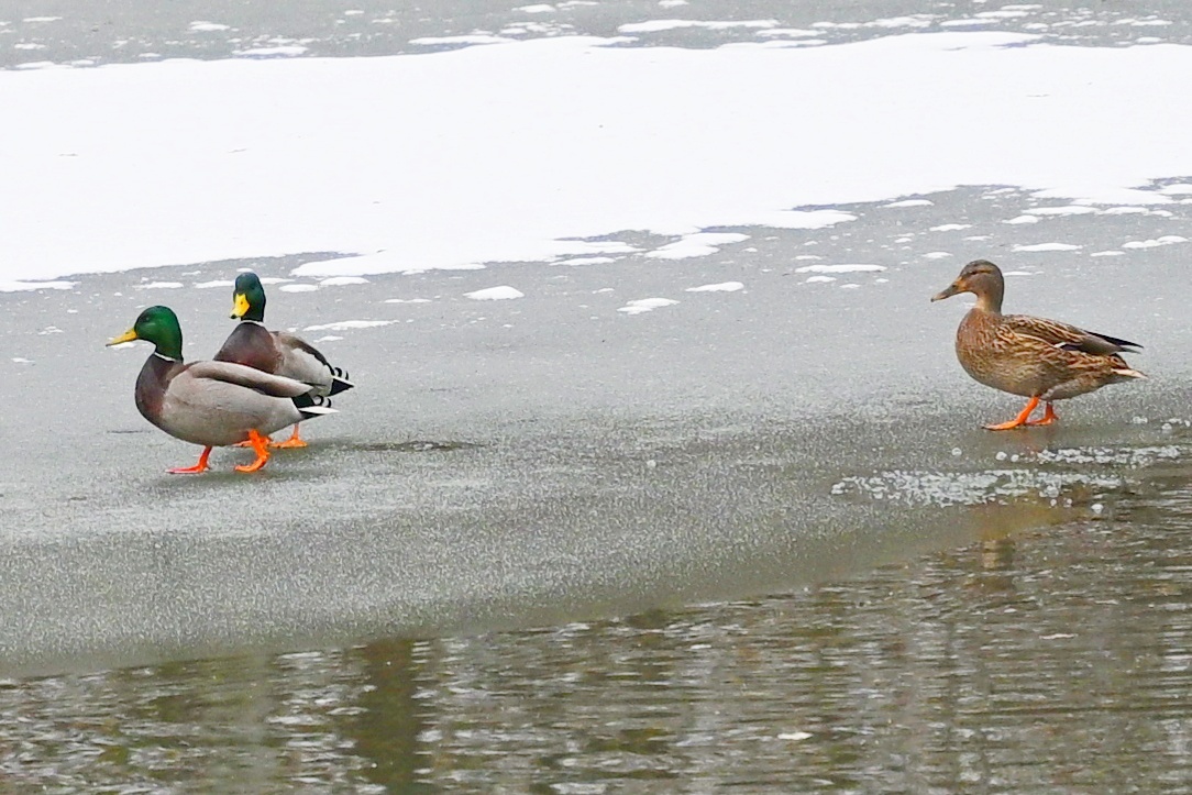Mallard (Anas platyrhynchos), photo 8