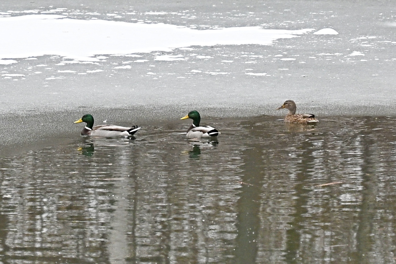 Mallard (Anas platyrhynchos), photo 10