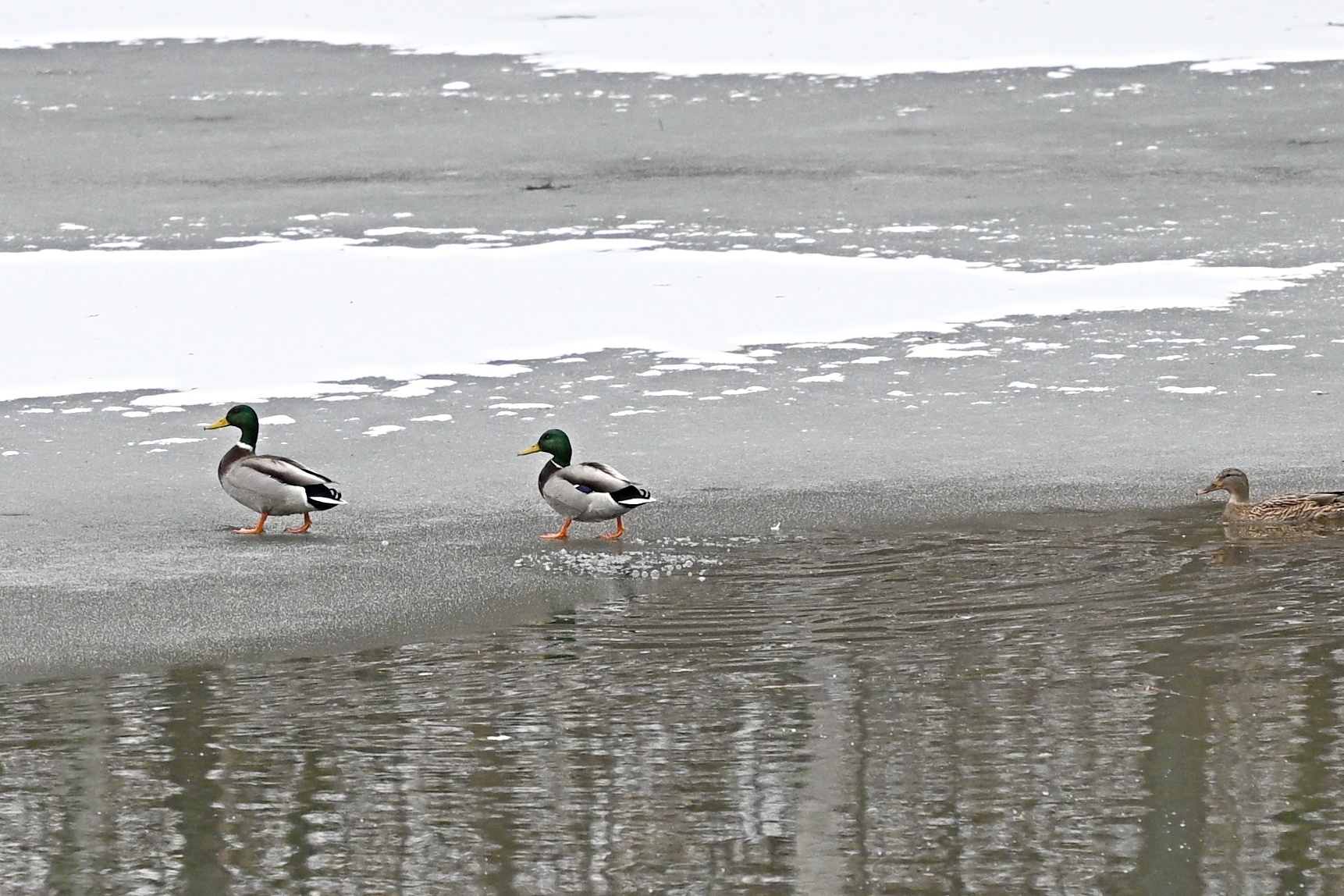 Mallard (Anas platyrhynchos), photo 9