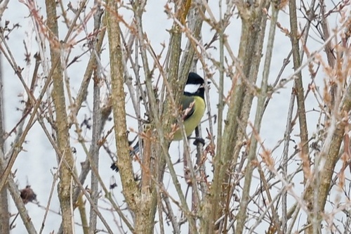 Great Tit (Parus major), photo 6