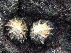 Siphonaria gigas image