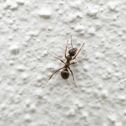 背视图图像 - Andrew Cunnington