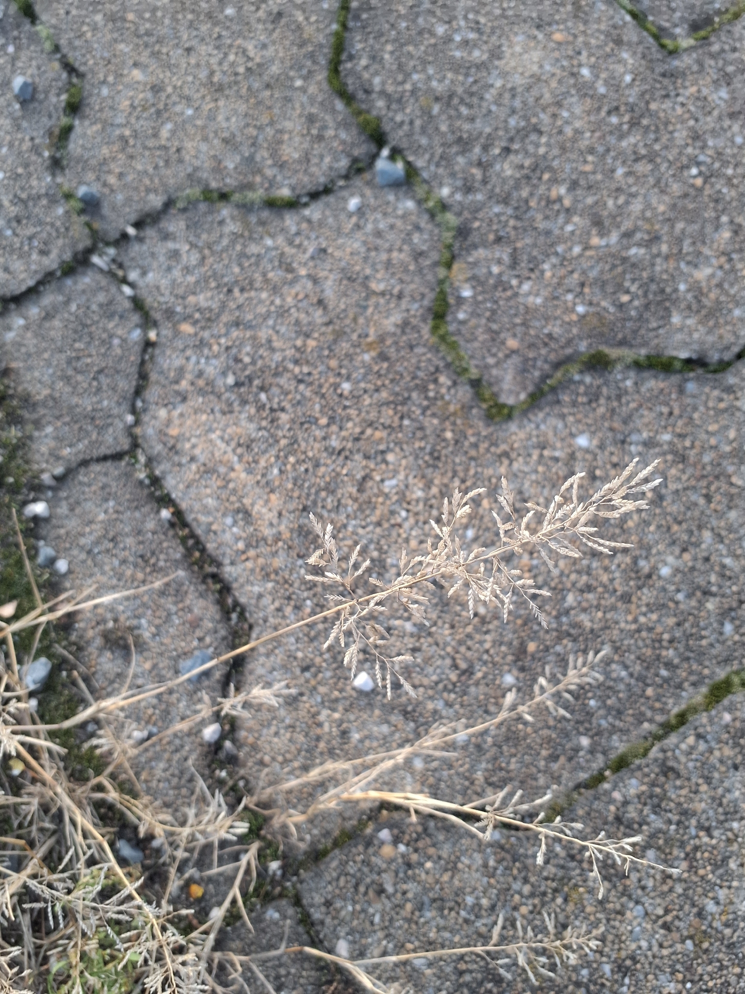 Little lovegrass