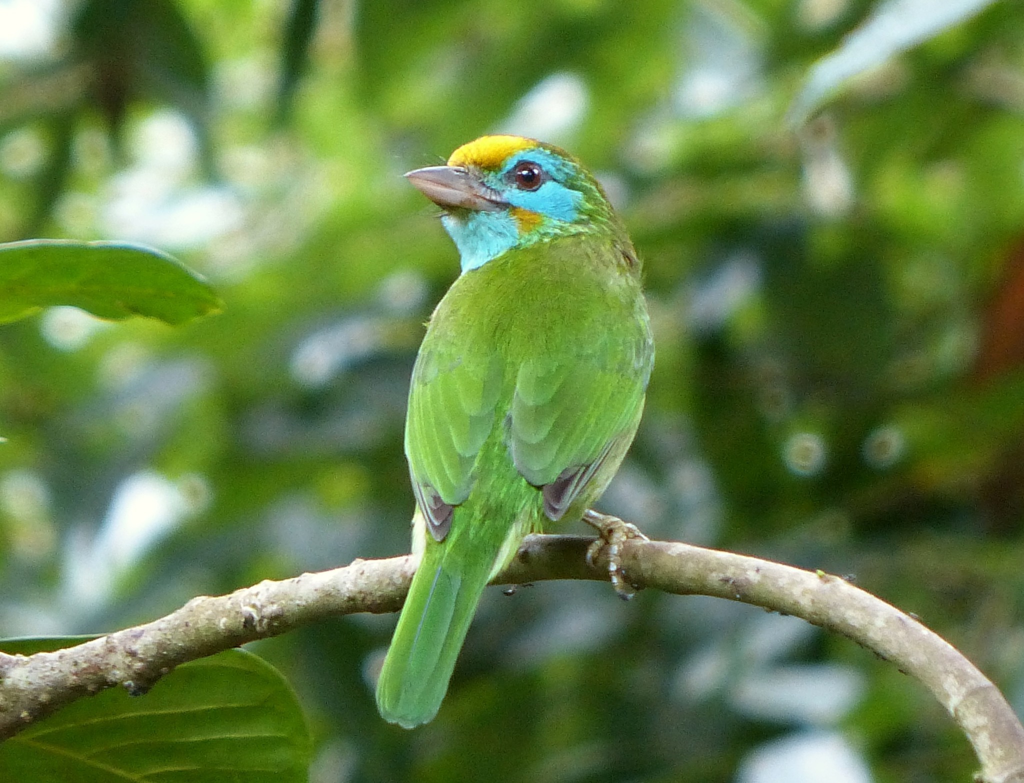 Yellow fronted Barbet