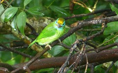 Psilopogon flavifrons