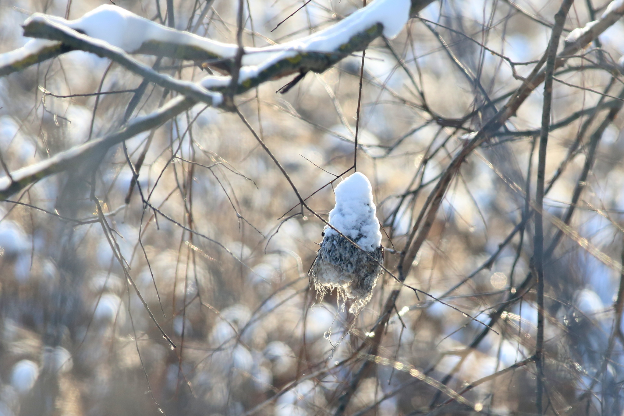 Eurasian Penduline Tit (Remiz pendulinus), photo 3