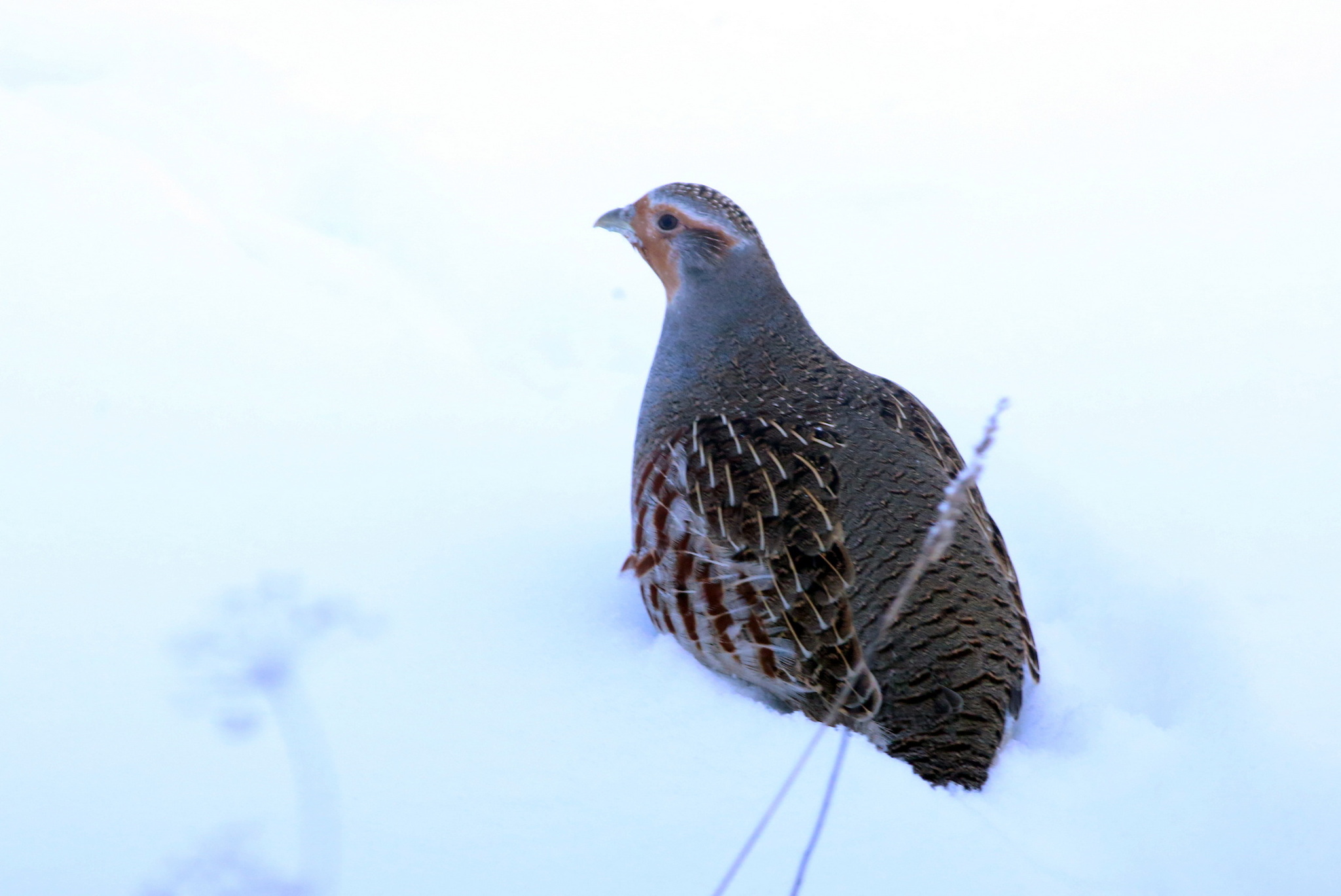 Grey Partridge (Perdix perdix), photo 2