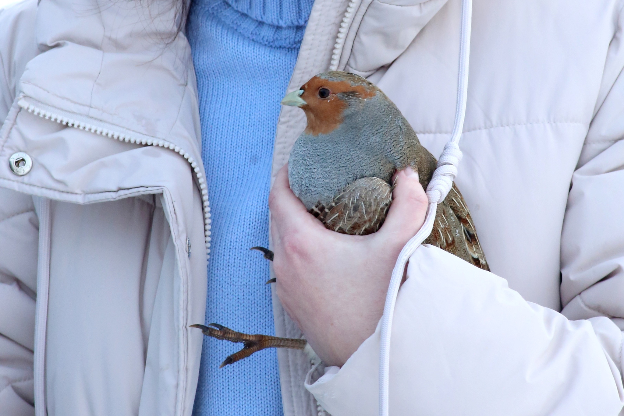 Grey Partridge (Perdix perdix), photo 1