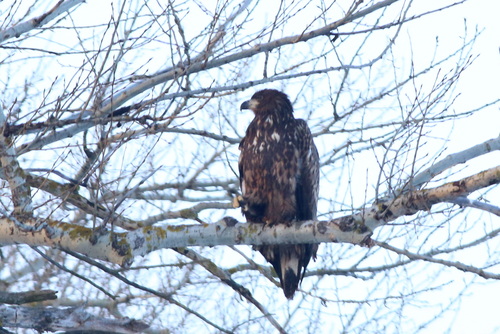 White-tailed Eagle (Haliaeetus albicilla), photo 4