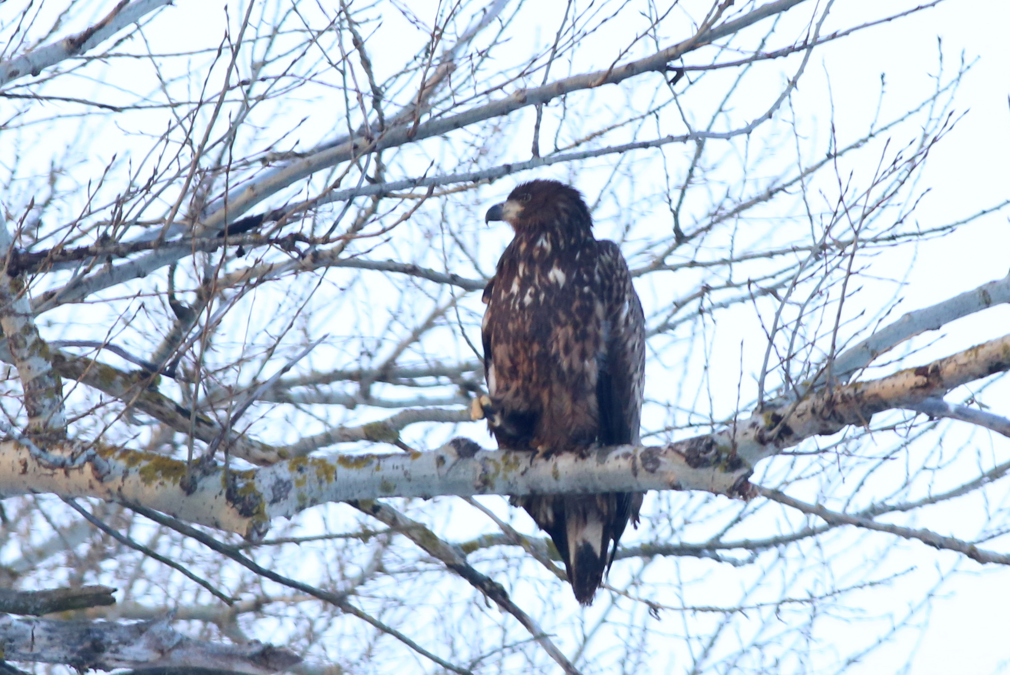 White-tailed Eagle (Haliaeetus albicilla), photo 4