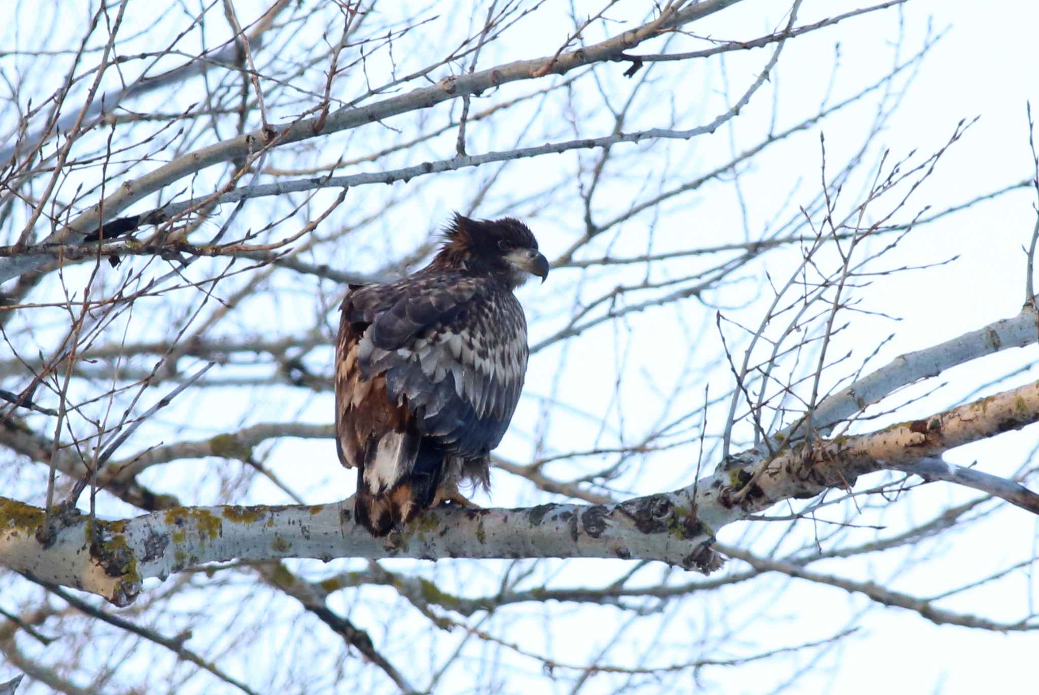 White-tailed Eagle (Haliaeetus albicilla), photo 3