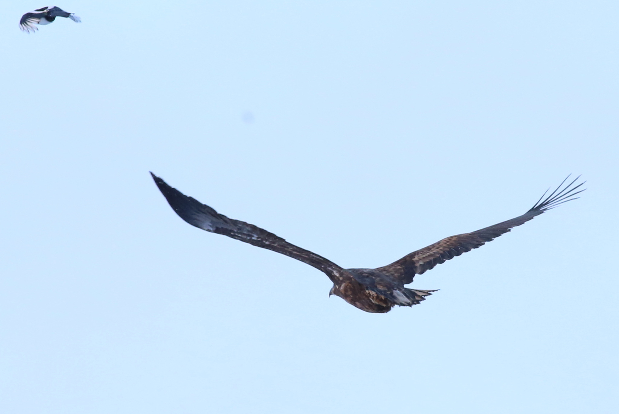 White-tailed Eagle (Haliaeetus albicilla), photo 5